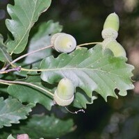 Quercus hartwissiana - странджански дъб (сн. Евгени Цавков)