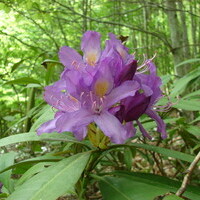 Rhododendron ponticum - странджанска зеленика (сн. инж. Венелин Радков)