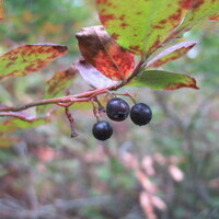 Vaccinium arctostaphyllos - странджанска боровинка (сн. Евгени Цавков) 